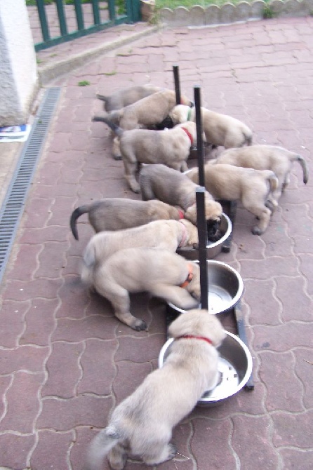 des Mastiffs d'Enfer - PLUS DE CHIOTS