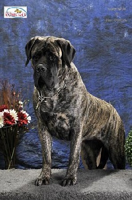 des Mastiffs d'Enfer - FIONA DOUCHKA BABY DES MASTIFFS D'ENFER