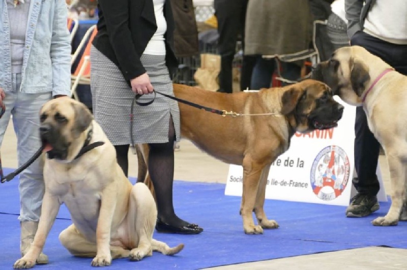 Masha moskva des Mastiffs d'Enfer