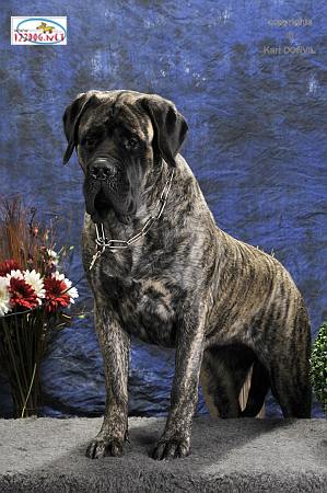 Fiona douchka baby des Mastiffs d'Enfer