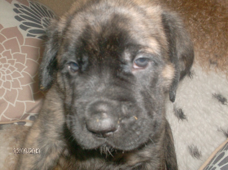 Fiona douchka baby des Mastiffs d'Enfer