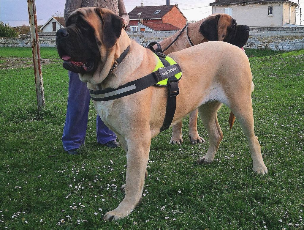 CH. Ness - natasha the clan of mastiff