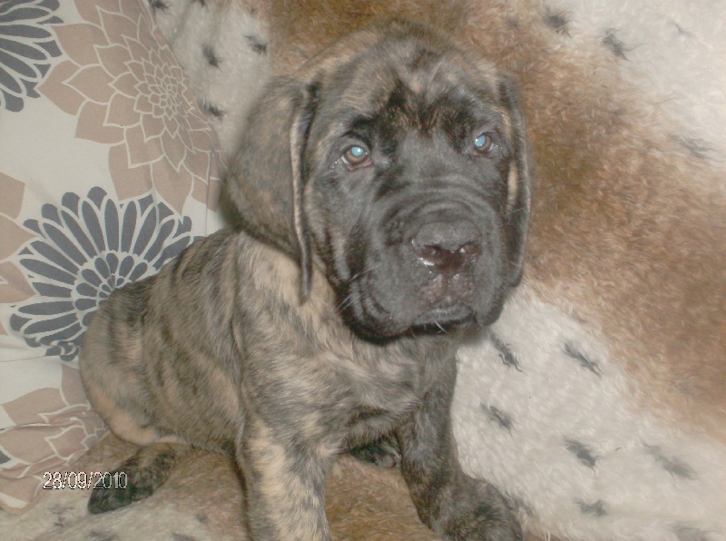 Fiona douchka baby des Mastiffs d'Enfer