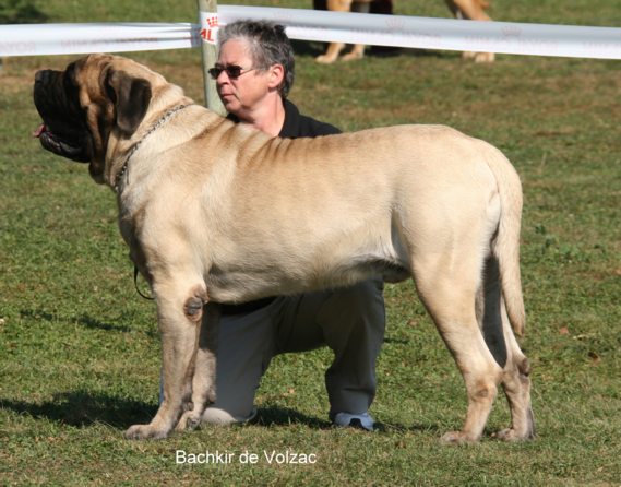 CH. Bachkir de volzac