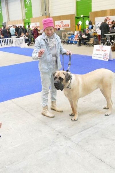 Masha moskva des Mastiffs d'Enfer