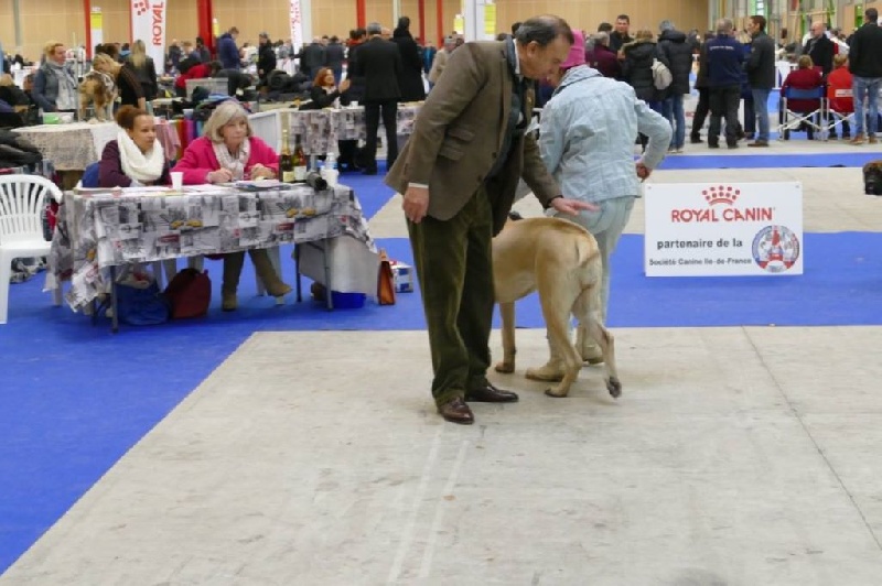 Masha moskva des Mastiffs d'Enfer