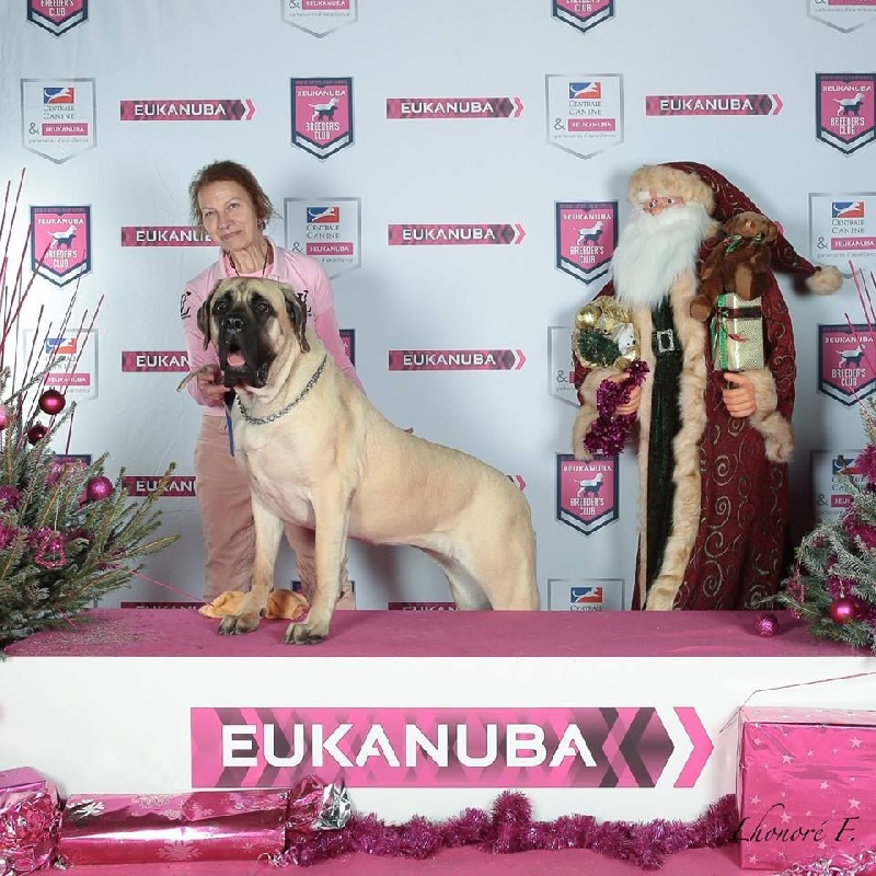 Masha moskva des Mastiffs d'Enfer