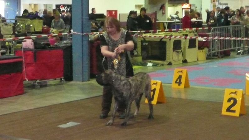 Fiona douchka baby des Mastiffs d'Enfer