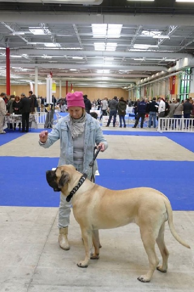 Masha moskva des Mastiffs d'Enfer