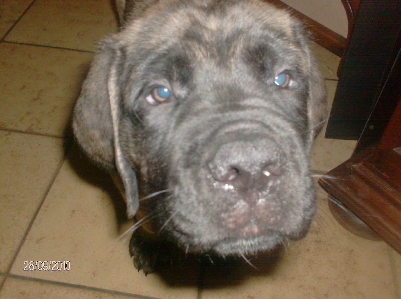 Fiona douchka baby des Mastiffs d'Enfer