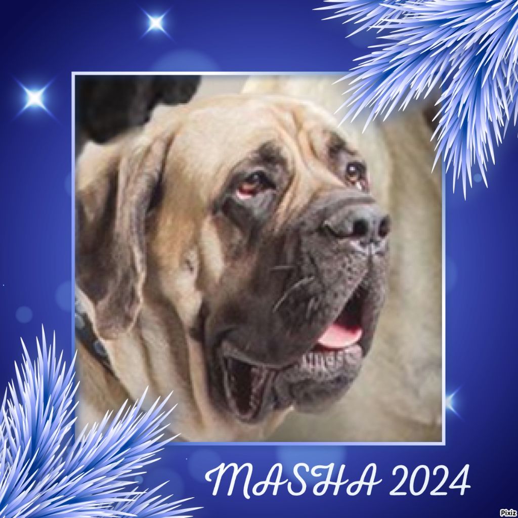 Masha moskva des Mastiffs d'Enfer