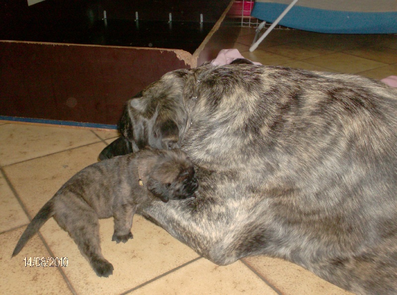 Fiona douchka baby des Mastiffs d'Enfer