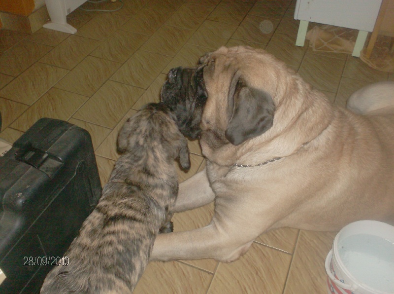 Fiona douchka baby des Mastiffs d'Enfer