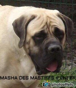 Masha moskva des Mastiffs d'Enfer