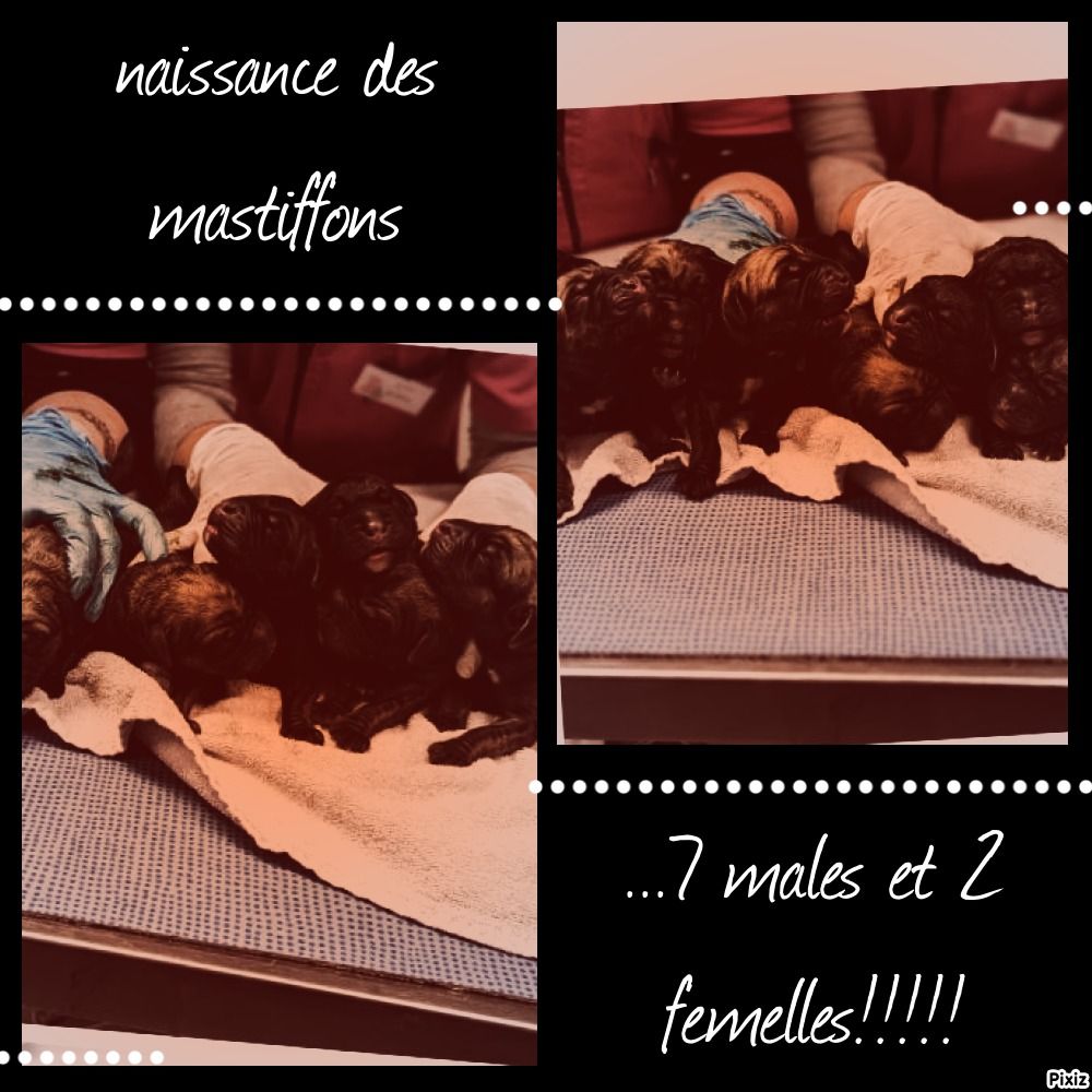 Ultime bachkir des Mastiffs d'Enfer