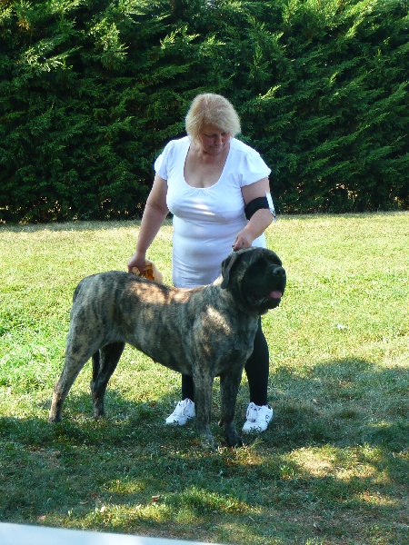 Fiona douchka baby des Mastiffs d'Enfer