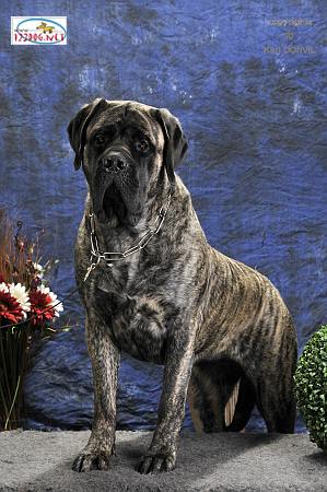 Fiona douchka baby des Mastiffs d'Enfer