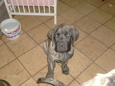 Fiona douchka baby des Mastiffs d'Enfer