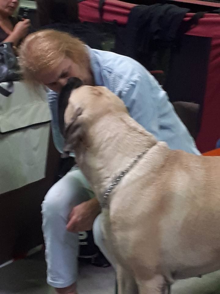 Masha moskva des Mastiffs d'Enfer