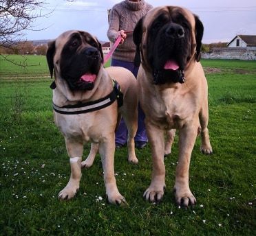 CH. Ness - natasha the clan of mastiff