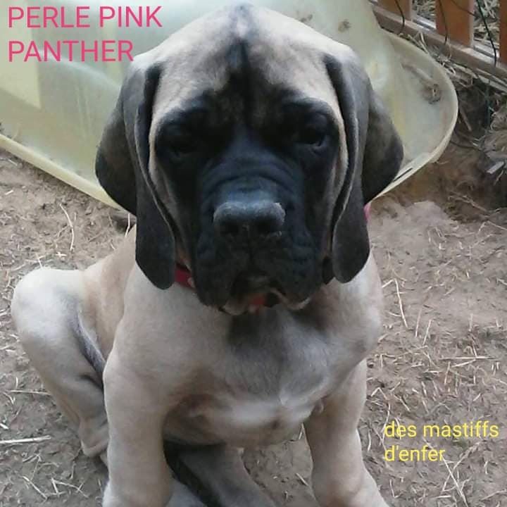 Perle - pink panther des Mastiffs d'Enfer