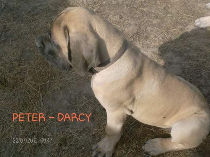 Peter - darcy des Mastiffs d'Enfer