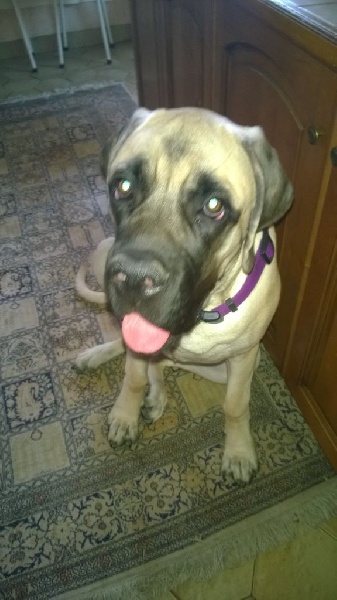 Masha moskva des Mastiffs d'Enfer