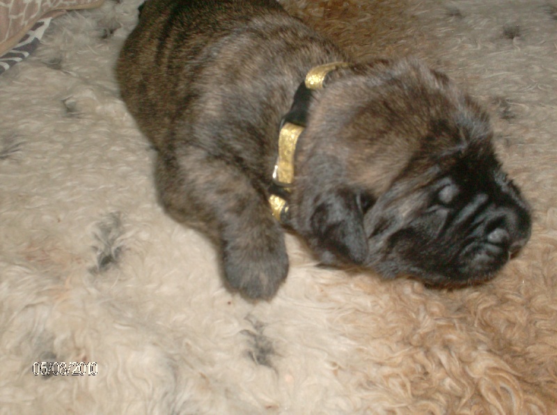 Fiona douchka baby des Mastiffs d'Enfer