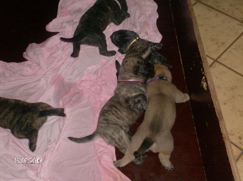 Fiona douchka baby des Mastiffs d'Enfer