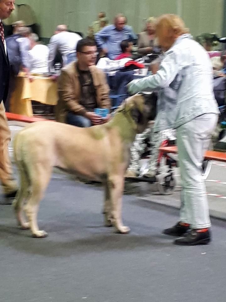 Masha moskva des Mastiffs d'Enfer