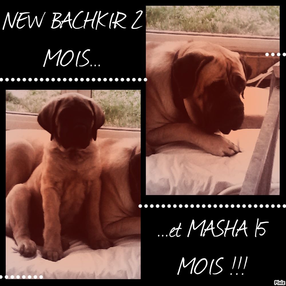 Masha moskva des Mastiffs d'Enfer