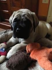 Masha moskva des Mastiffs d'Enfer