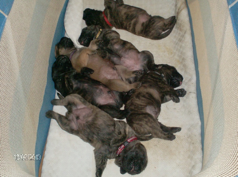 Fiona douchka baby des Mastiffs d'Enfer