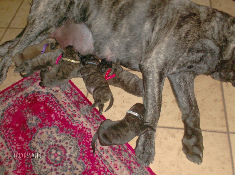 Fiona douchka baby des Mastiffs d'Enfer