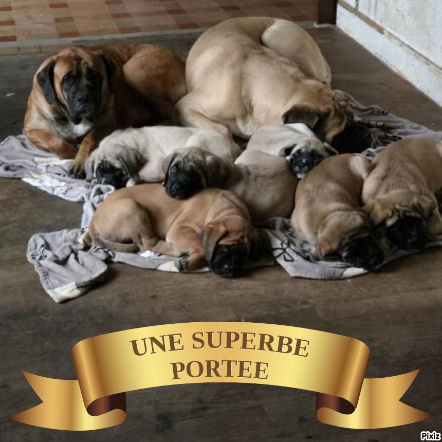 chiot Mastiff des Mastiffs d'Enfer