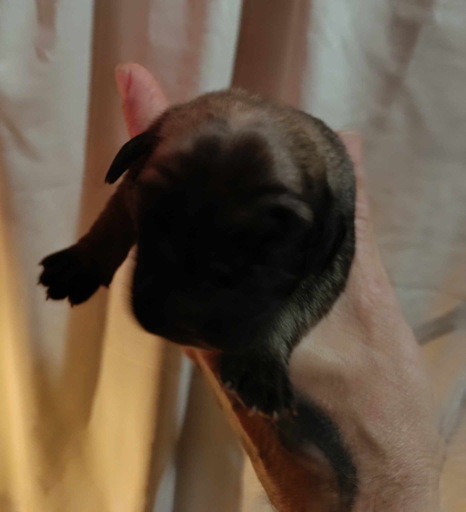 des Mastiffs d'Enfer - Chiot disponible  - Mastiff