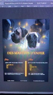 des Mastiffs d'Enfer - Mastiff - Portée née le 02/03/2022