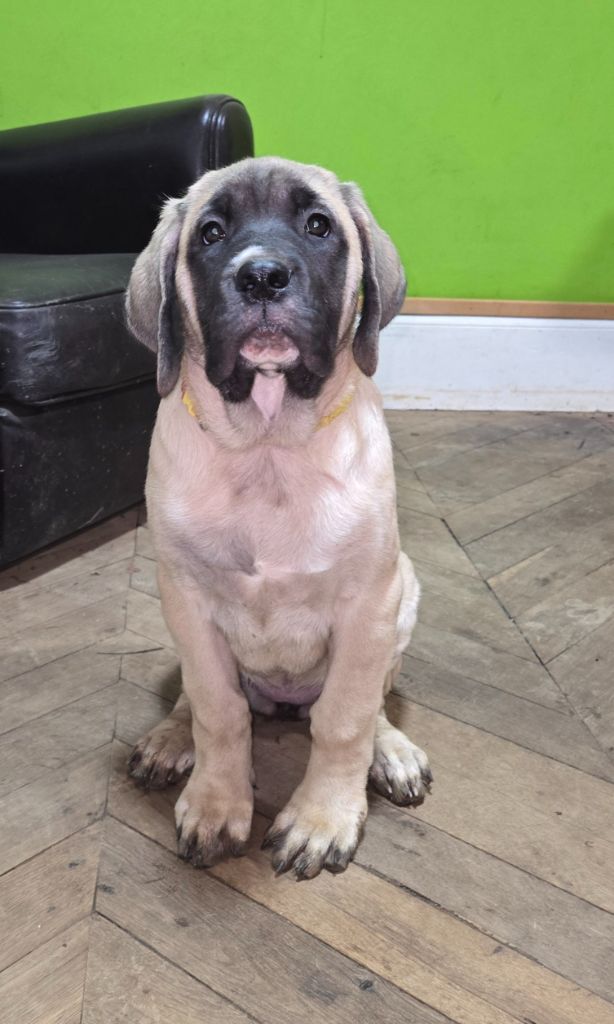 des Mastiffs d'Enfer - Chiot disponible  - Mastiff