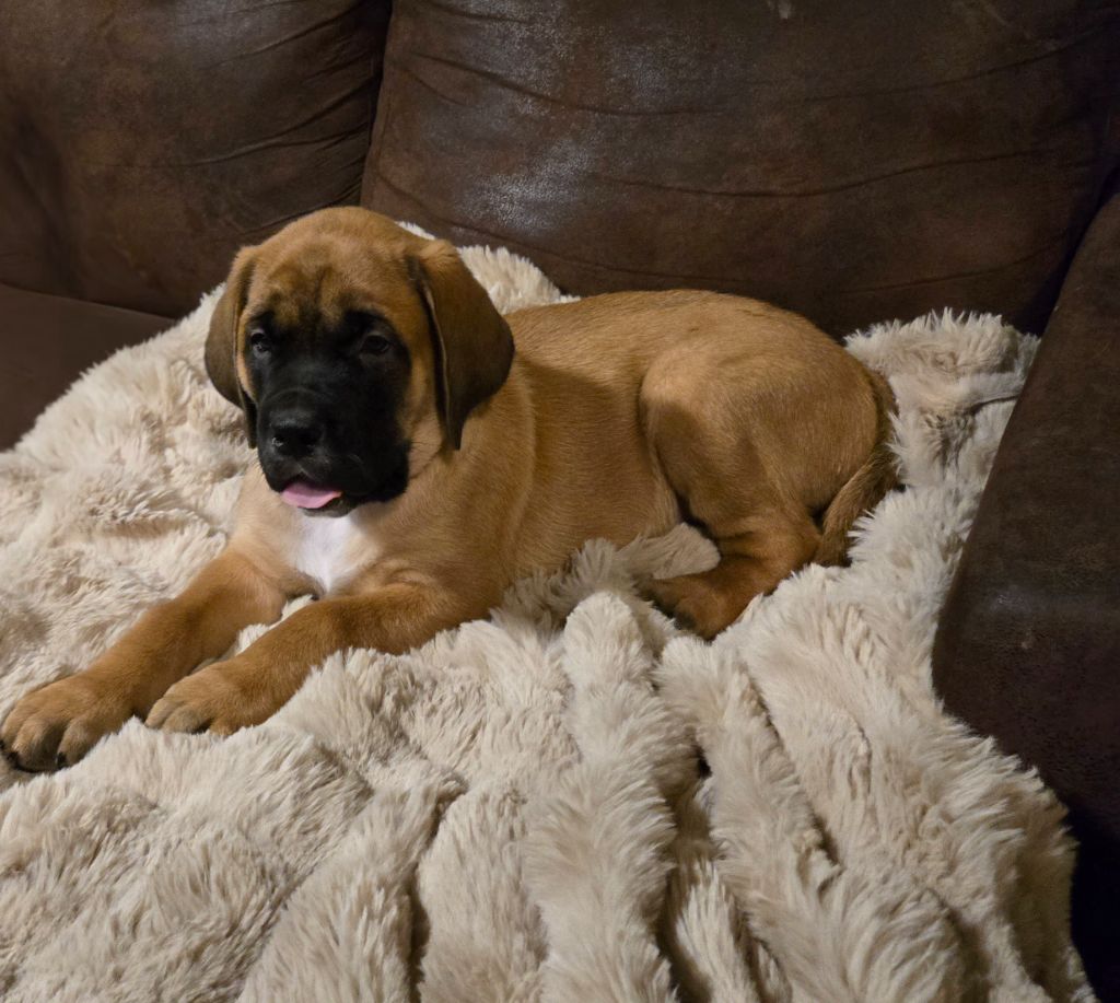 des Mastiffs d'Enfer - Chiot disponible  - Mastiff