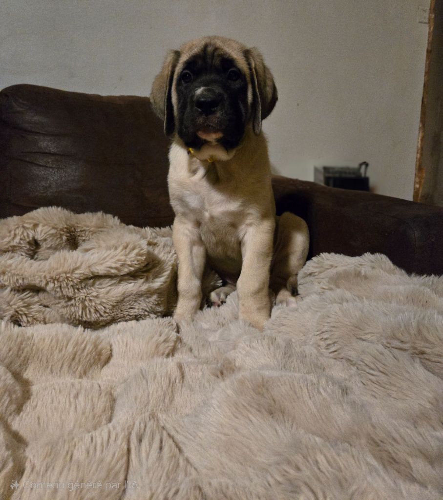 des Mastiffs d'Enfer - Chiot disponible  - Mastiff