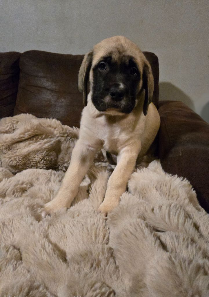 des Mastiffs d'Enfer - Chiot disponible  - Mastiff