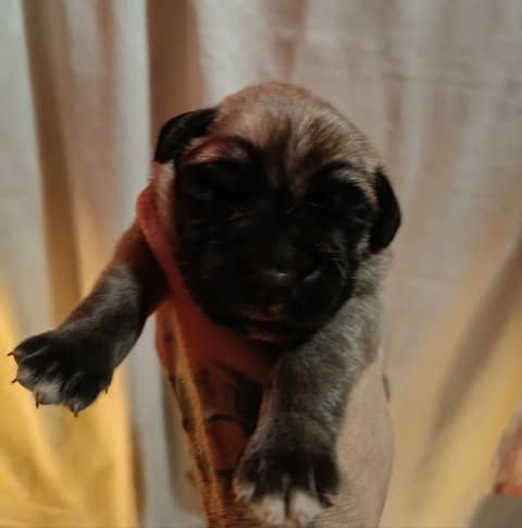 des Mastiffs d'Enfer - Chiot disponible  - Mastiff