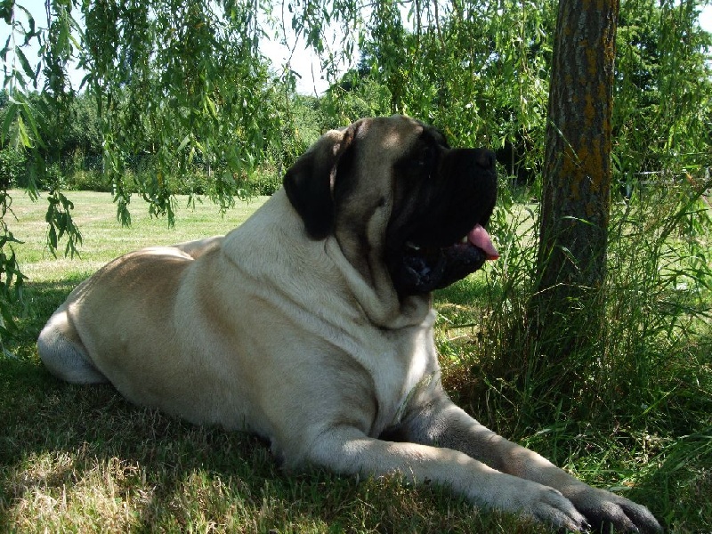 Gabin bachkir des Mastiffs d'Enfer