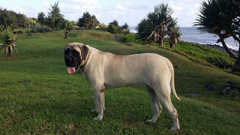 Maharany des Mastiffs d'Enfer