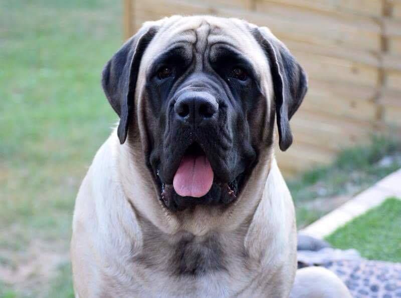 Lady morrigan des Mastiffs d'Enfer