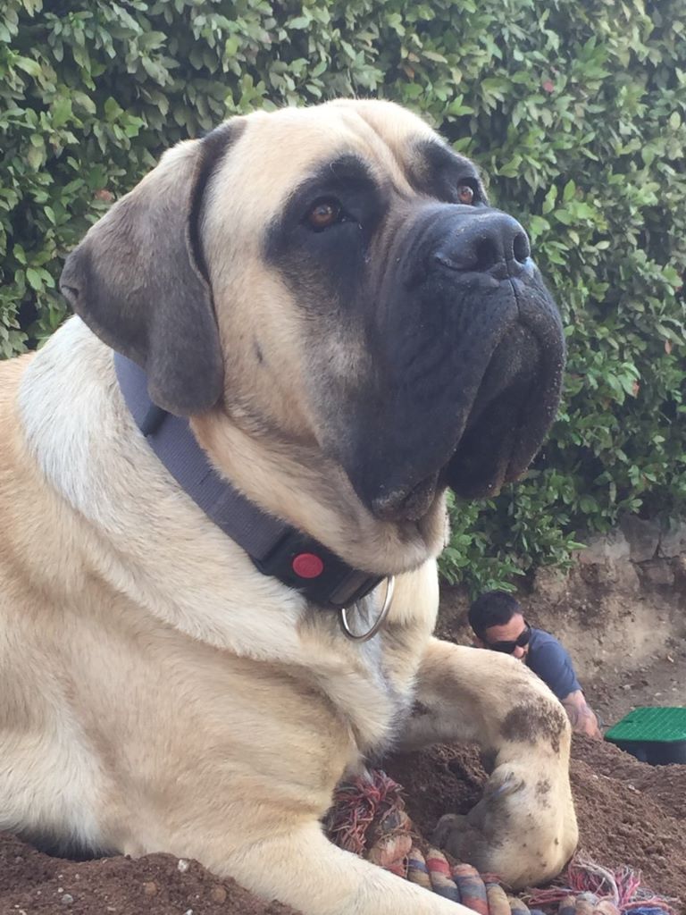 O'misha - denver des Mastiffs d'Enfer