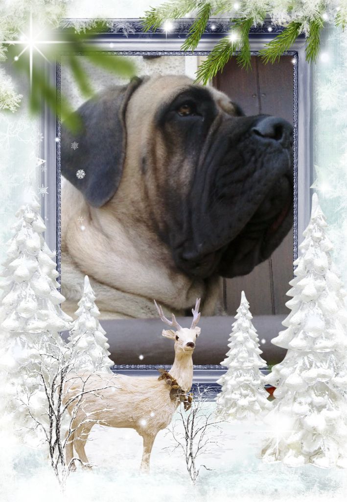 GaÏa gabrielle des Mastiffs d'Enfer