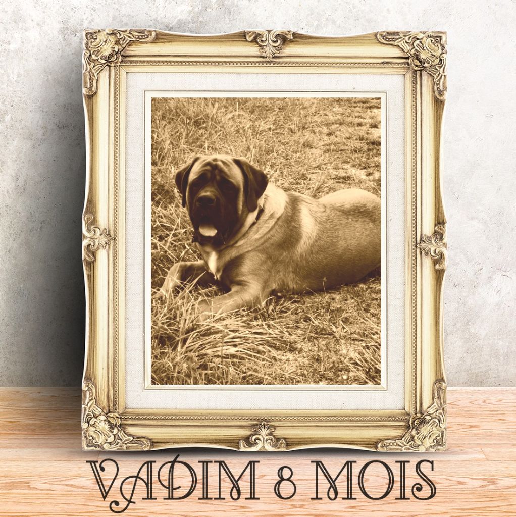 Vadim des Mastiffs d'Enfer