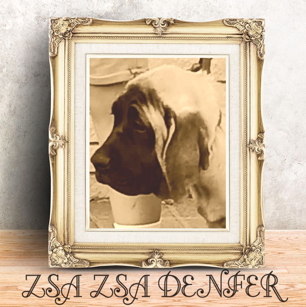 Zsa zsa denfer korosdombi