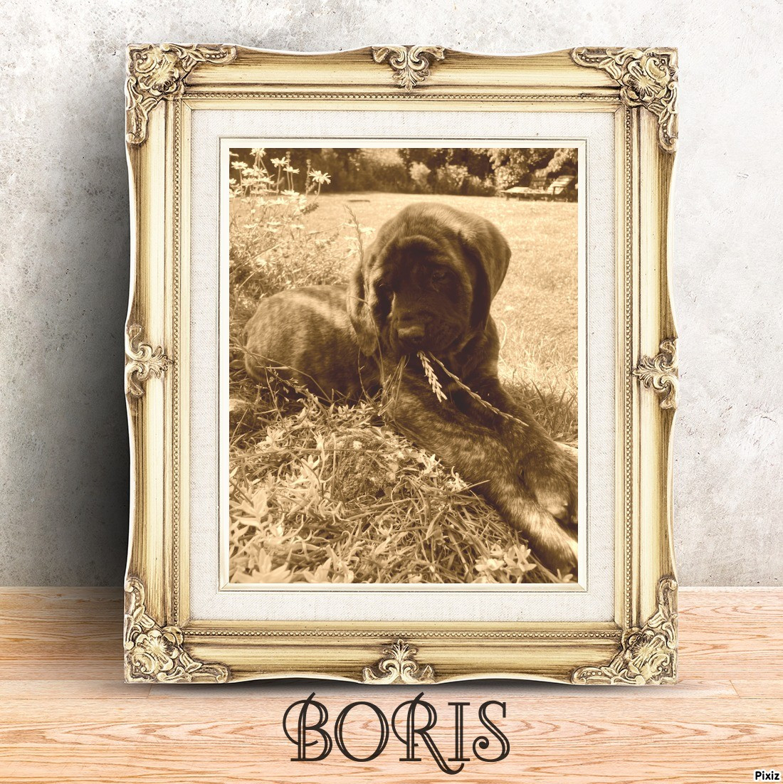 BORIS des Mastiffs d'Enfer
